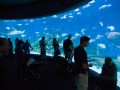 0408-1356 Melbourne aquarium (4085152)